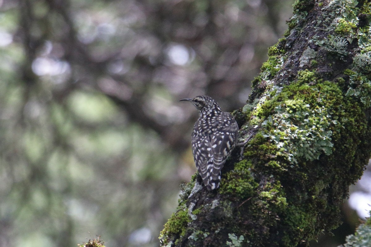 African Spotted Creeper - ML645837047