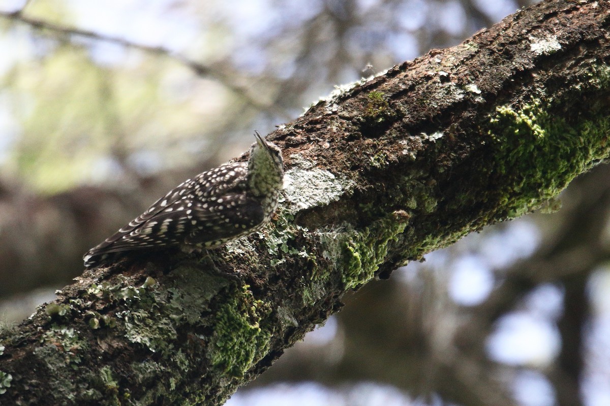 African Spotted Creeper - ML645837048