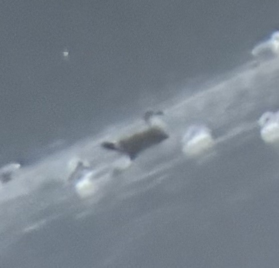 gull sp. - ML645837049