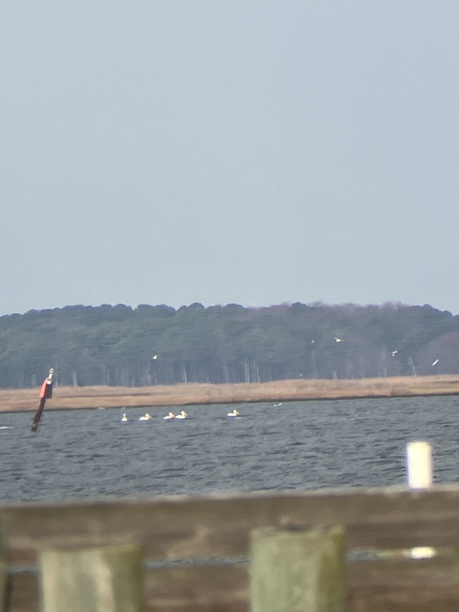 American White Pelican - ML645837051