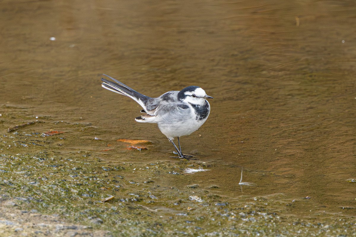 Bergeronnette grise (lugens) - ML645837054