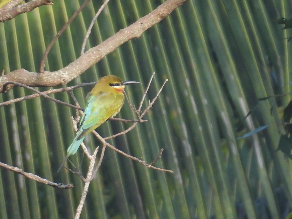 Blue-tailed Bee-eater - ML645837062