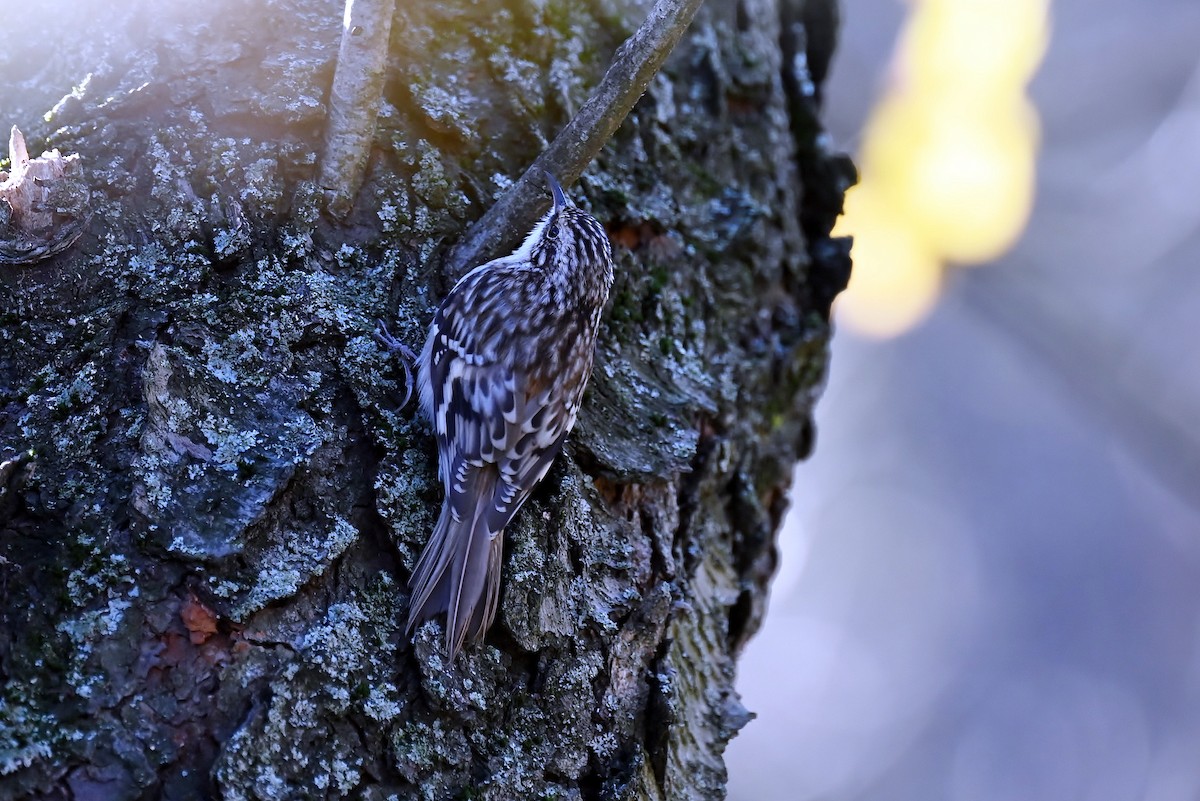 Brown Creeper - ML645837071