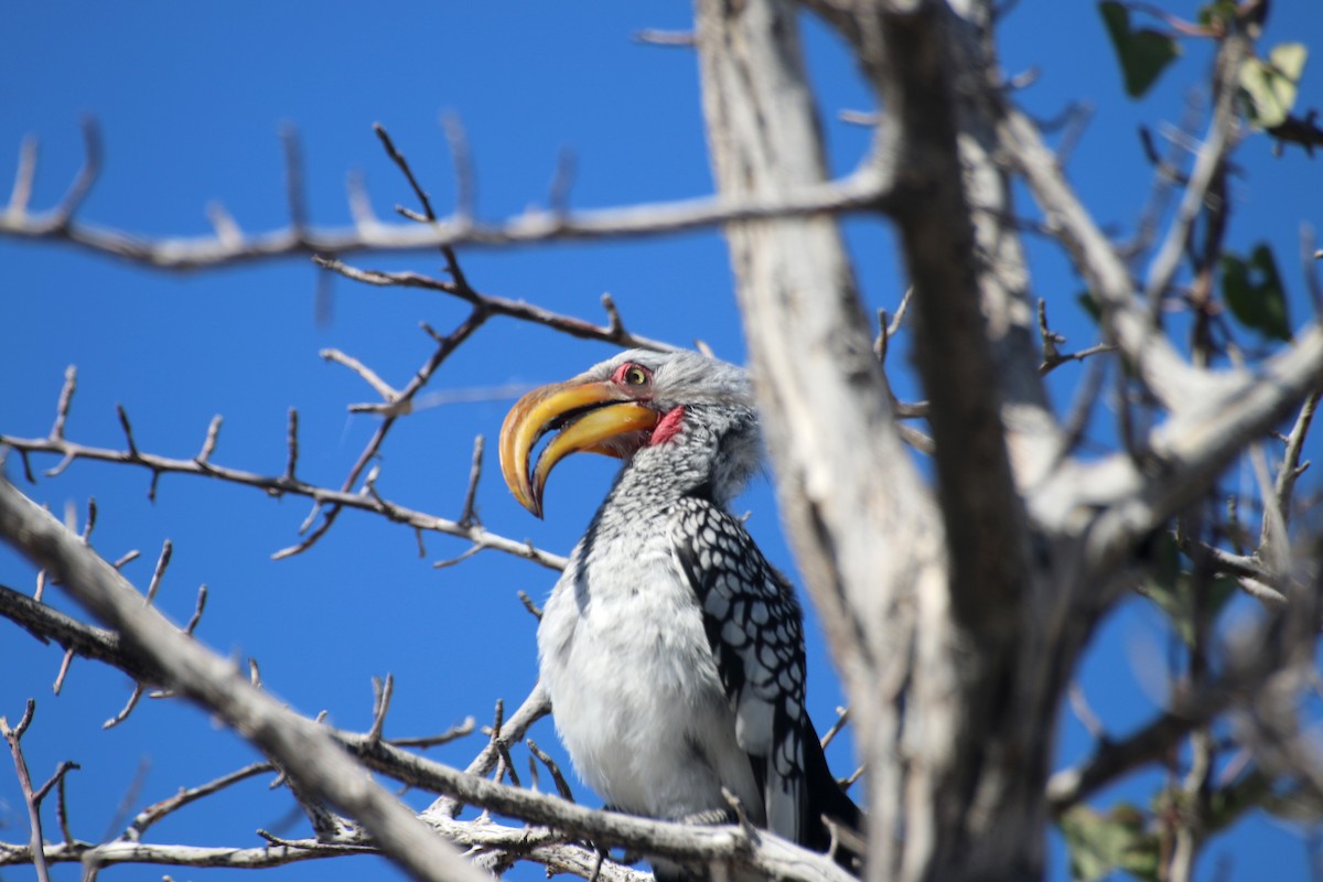 Southern Yellow-billed Hornbill - ML645837072