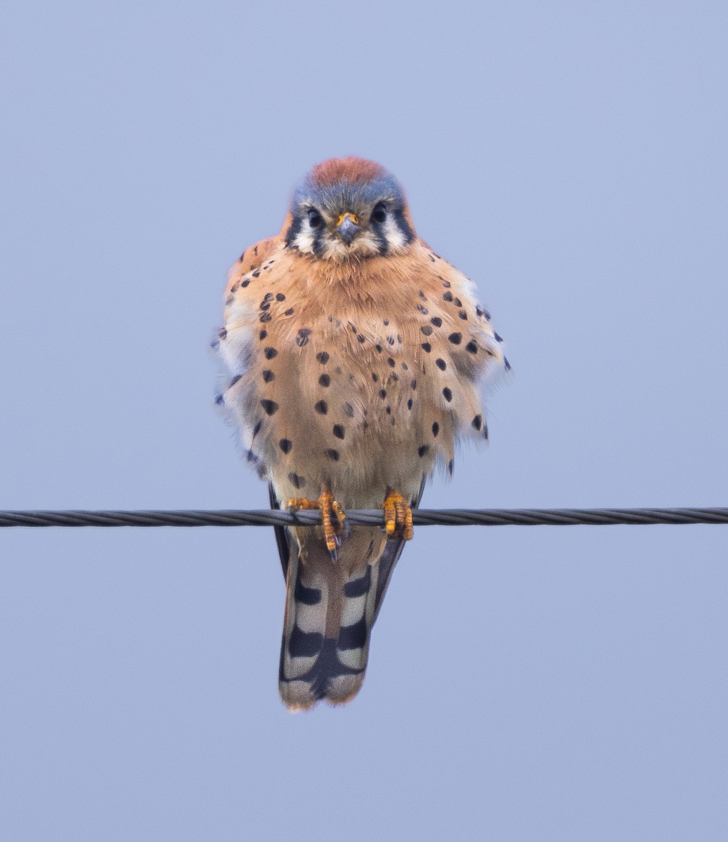 American Kestrel - ML645837073