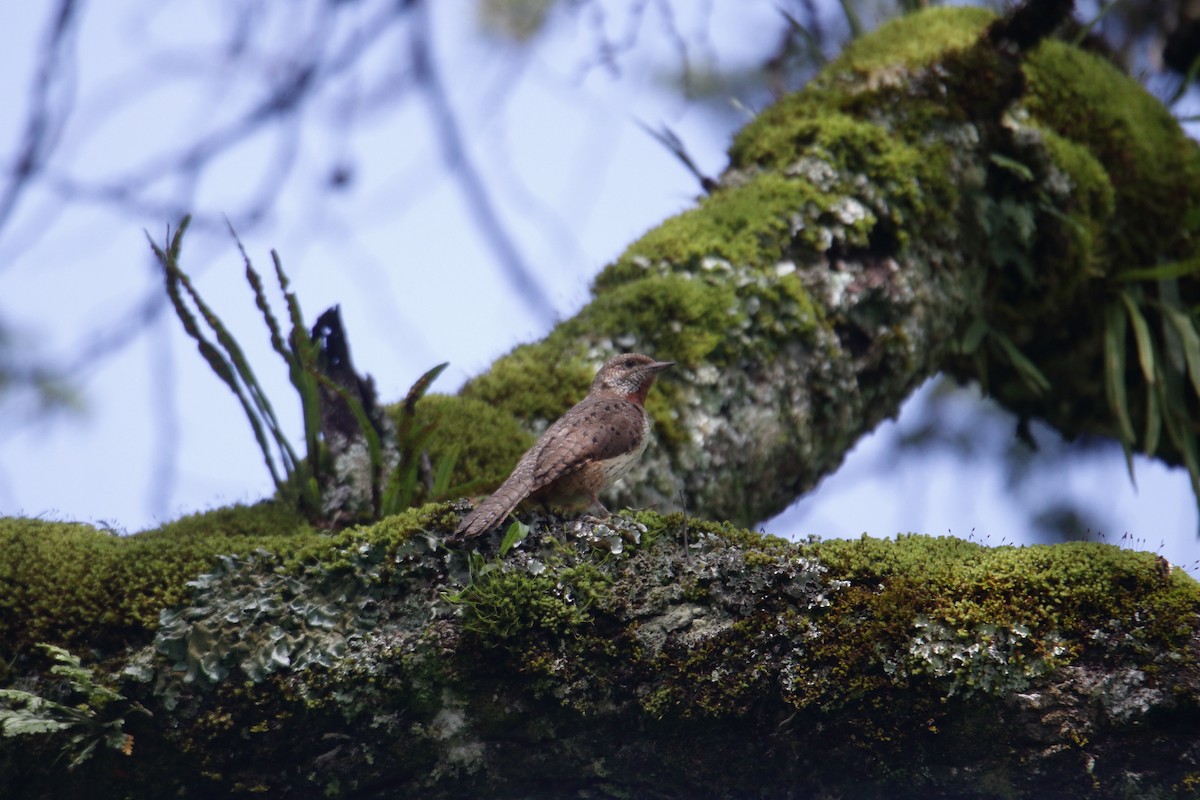 Red-throated Wryneck - ML645837075