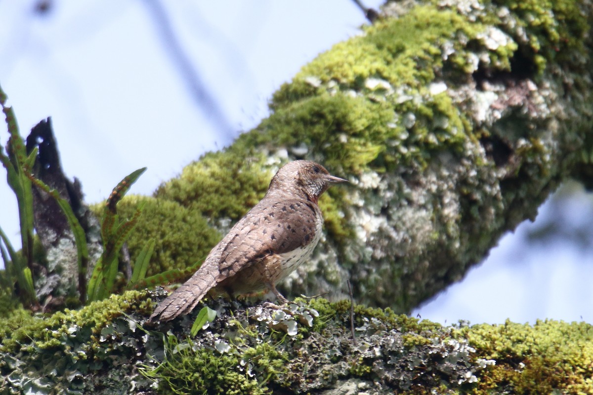 Red-throated Wryneck - ML645837076