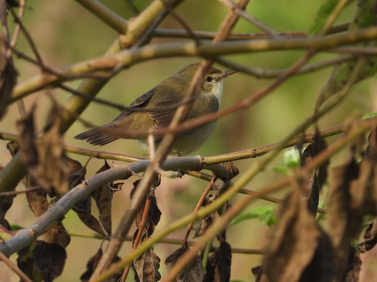 Booted Warbler - ML645837077