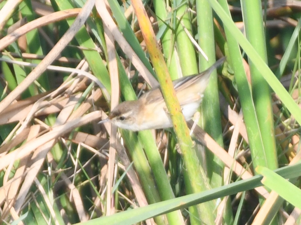 Paddyfield Warbler - ML645837079