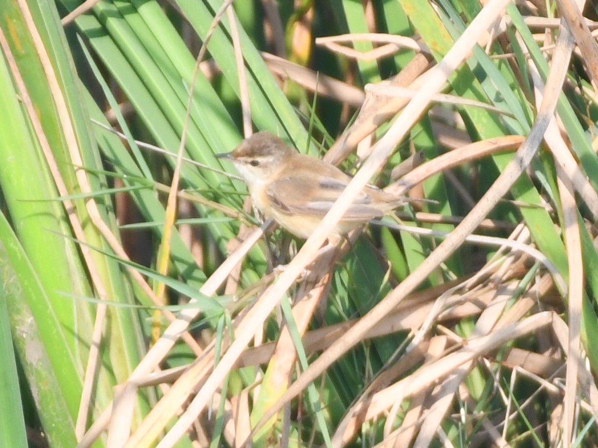 Paddyfield Warbler - ML645837080
