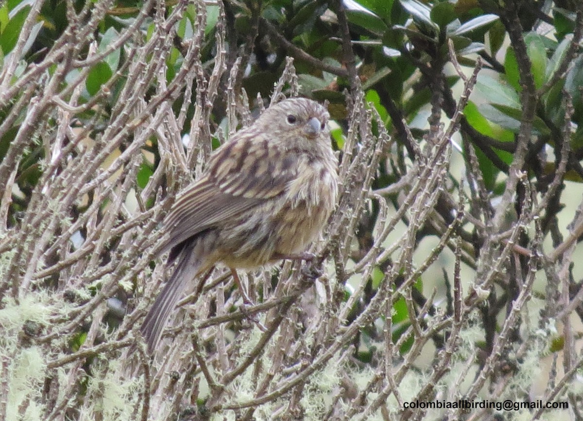 Plain-colored Seedeater - ML645837081
