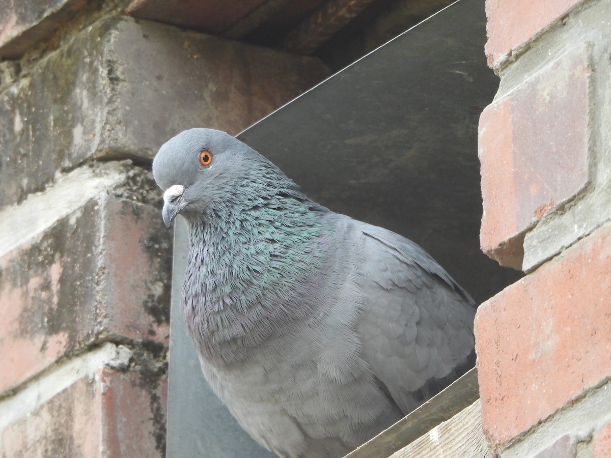Rock Pigeon (Feral Pigeon) - ML645837083