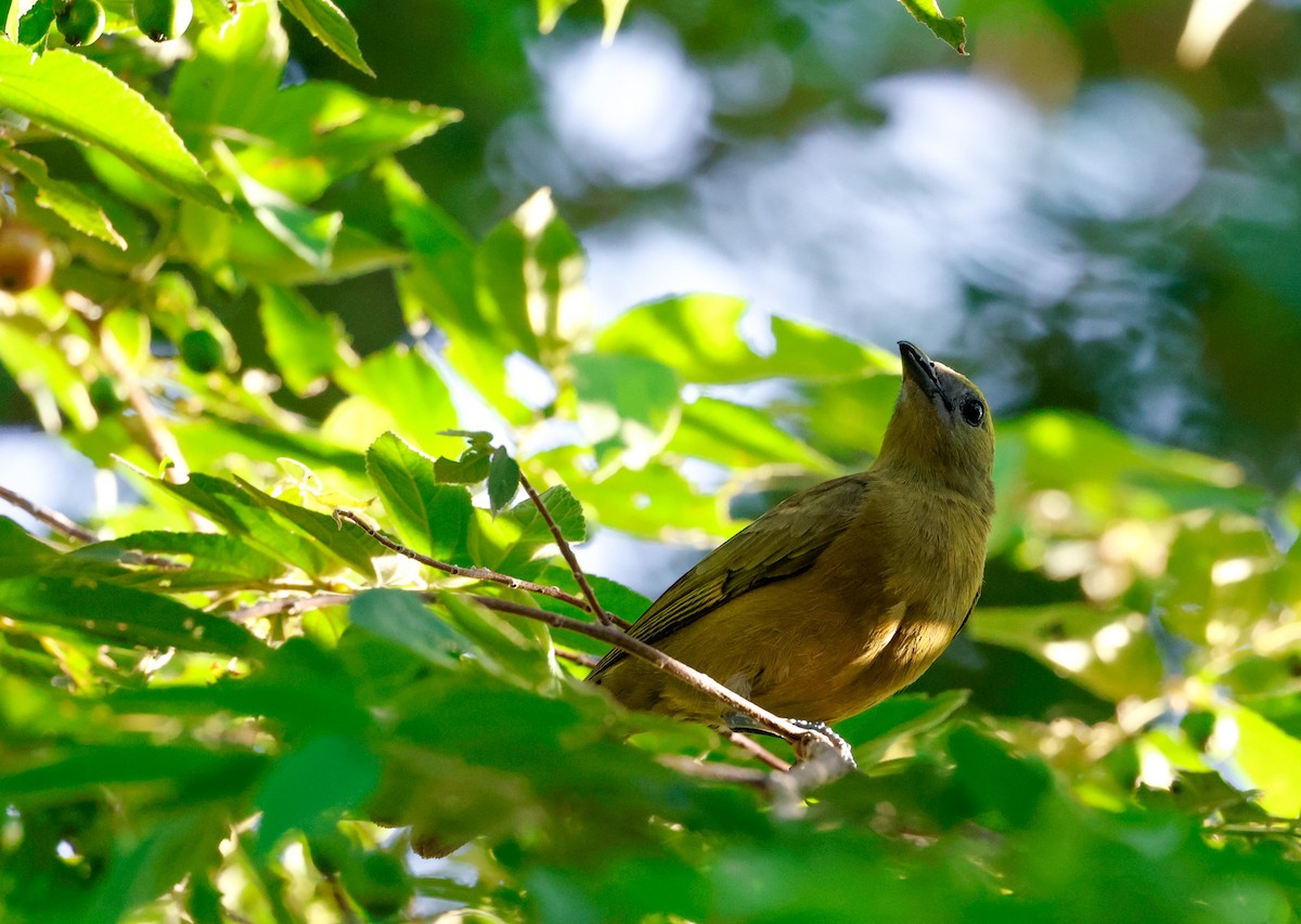 Palm Tanager - ML645837084