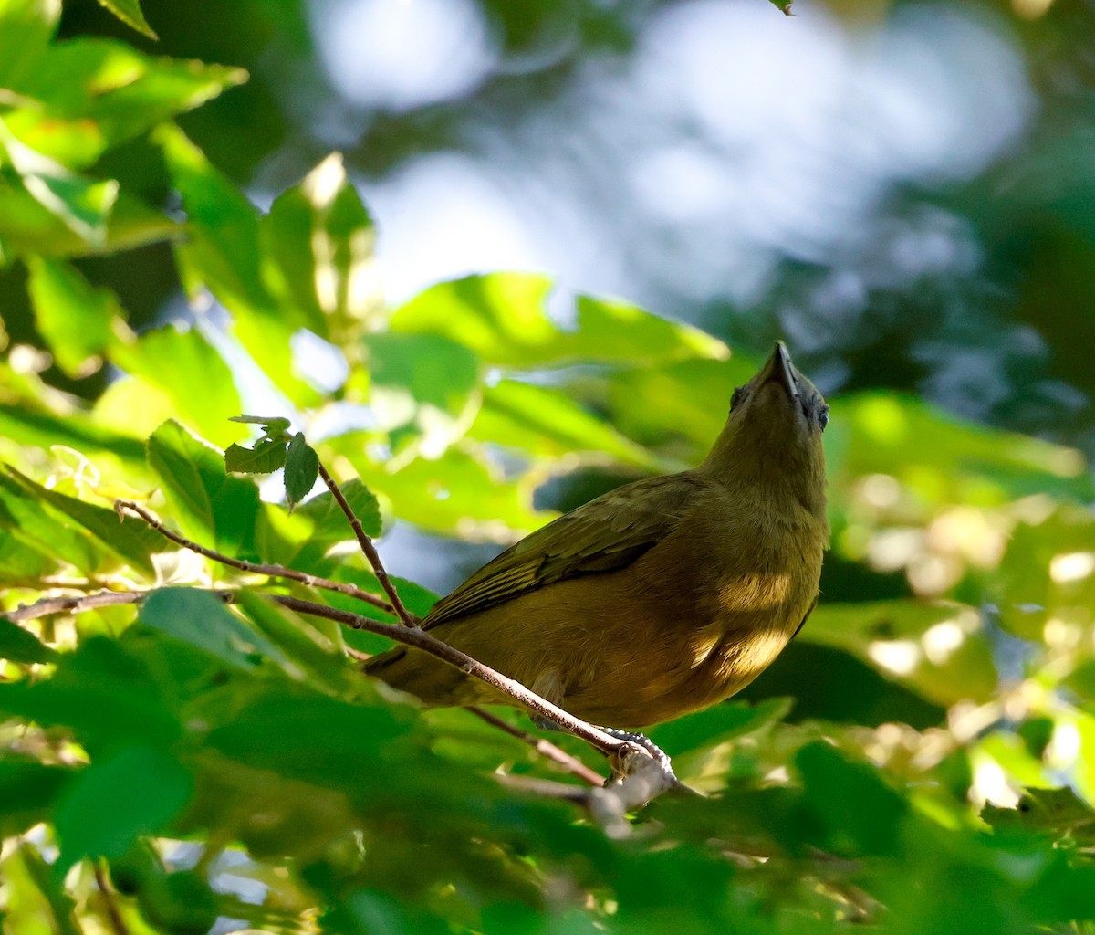 Palm Tanager - ML645837085