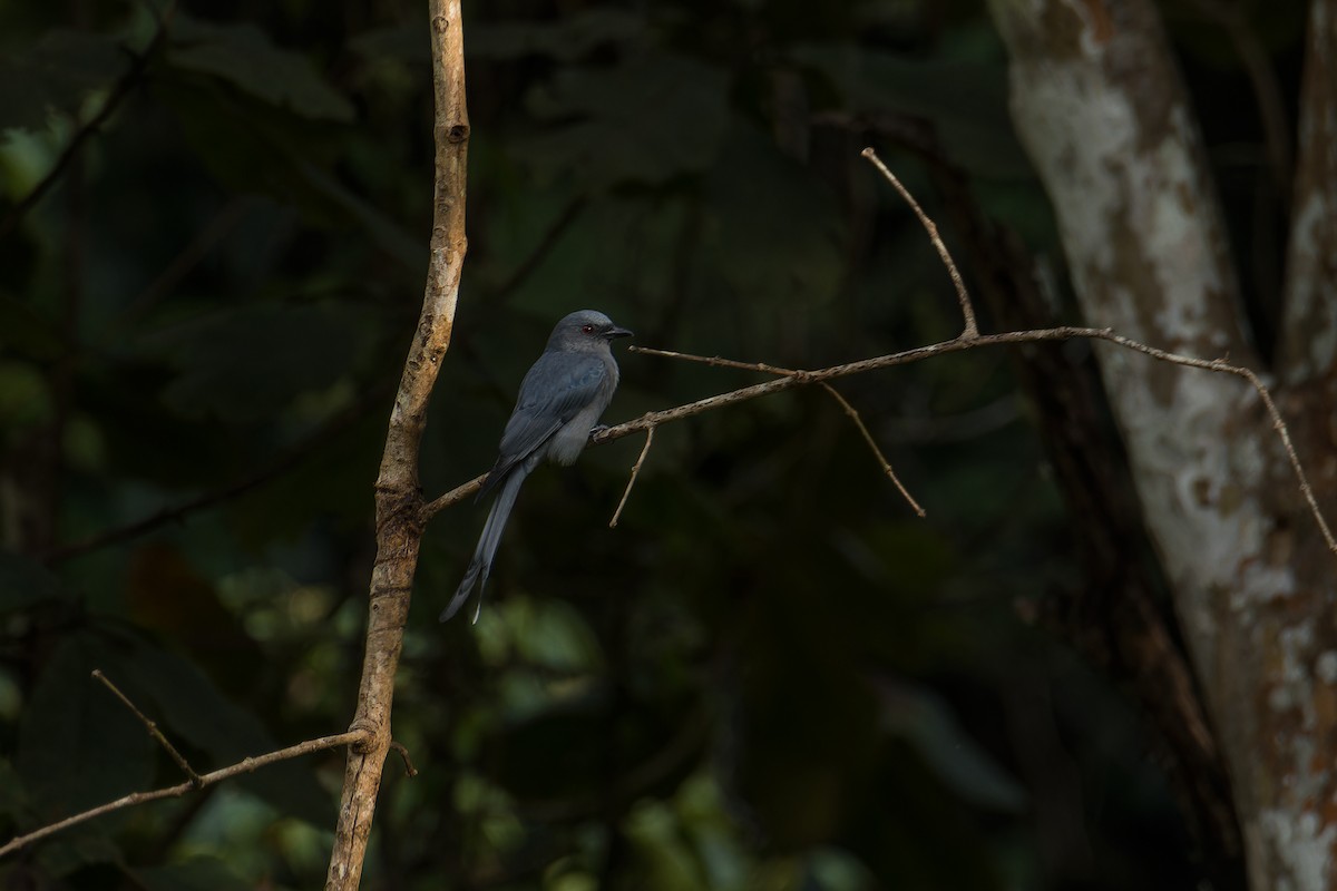 Ashy Drongo (Sooty) - ML645837086