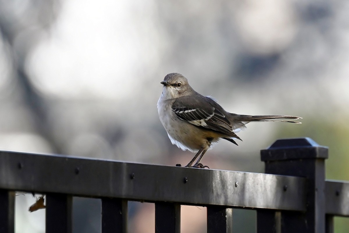 Northern Mockingbird - ML645837087