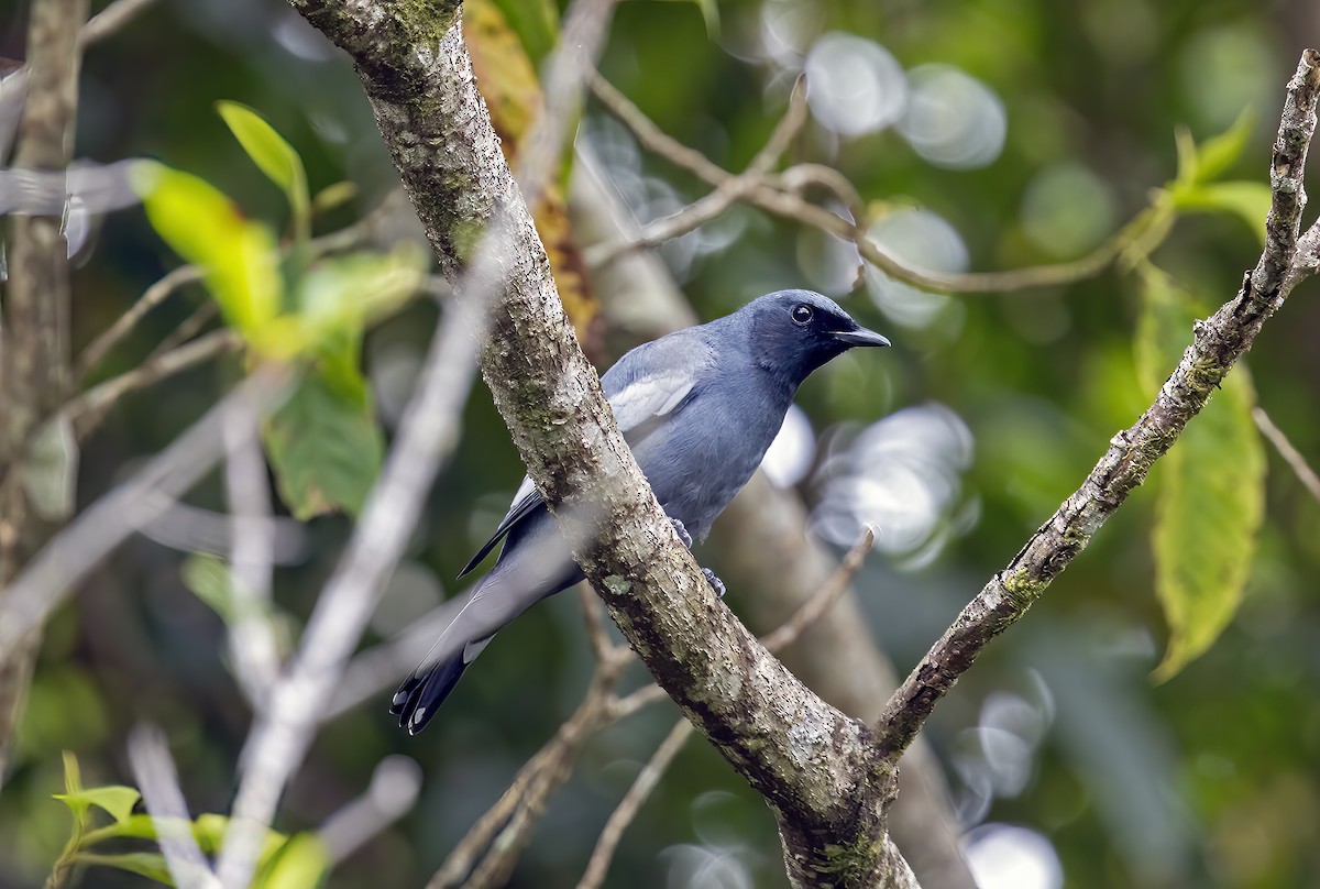 Pale-shouldered Cicadabird - ML645837088
