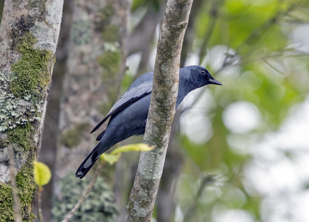 Pale-shouldered Cicadabird - ML645837089