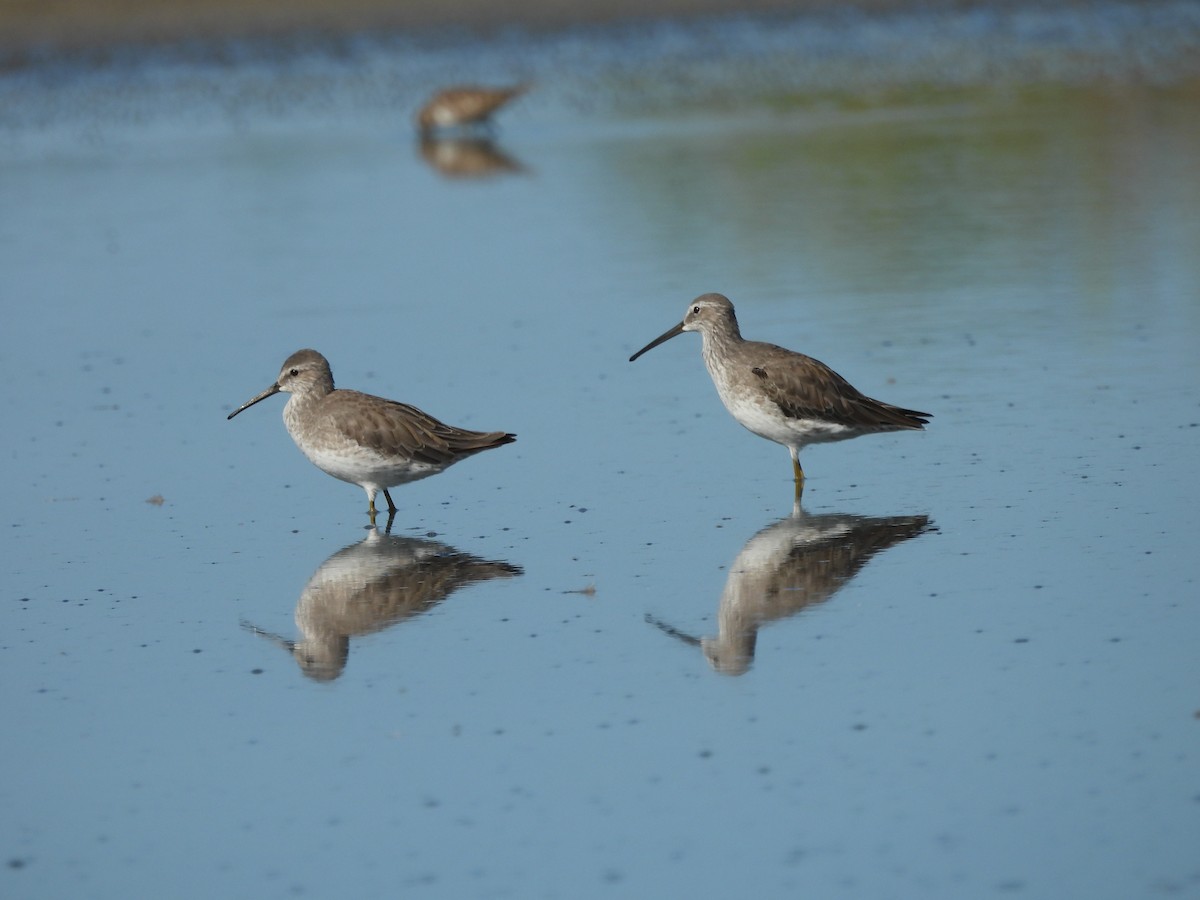 Stilt Sandpiper - ML645837090