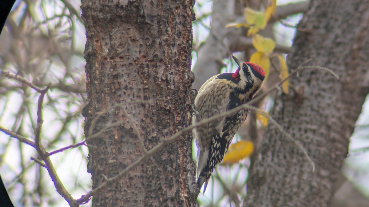 Yellow-bellied Sapsucker - ML645837091