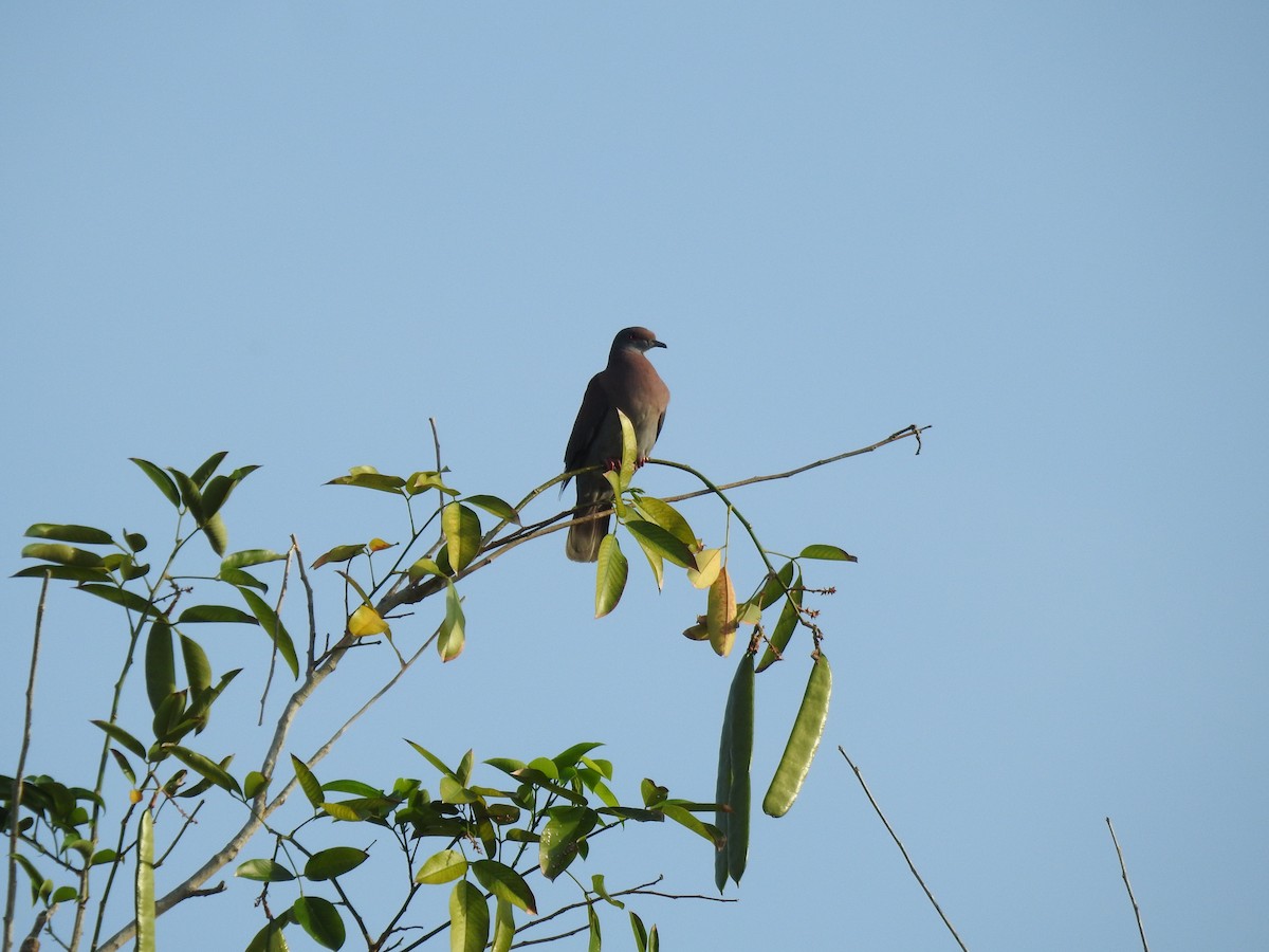 Pale-vented Pigeon - ML645837094