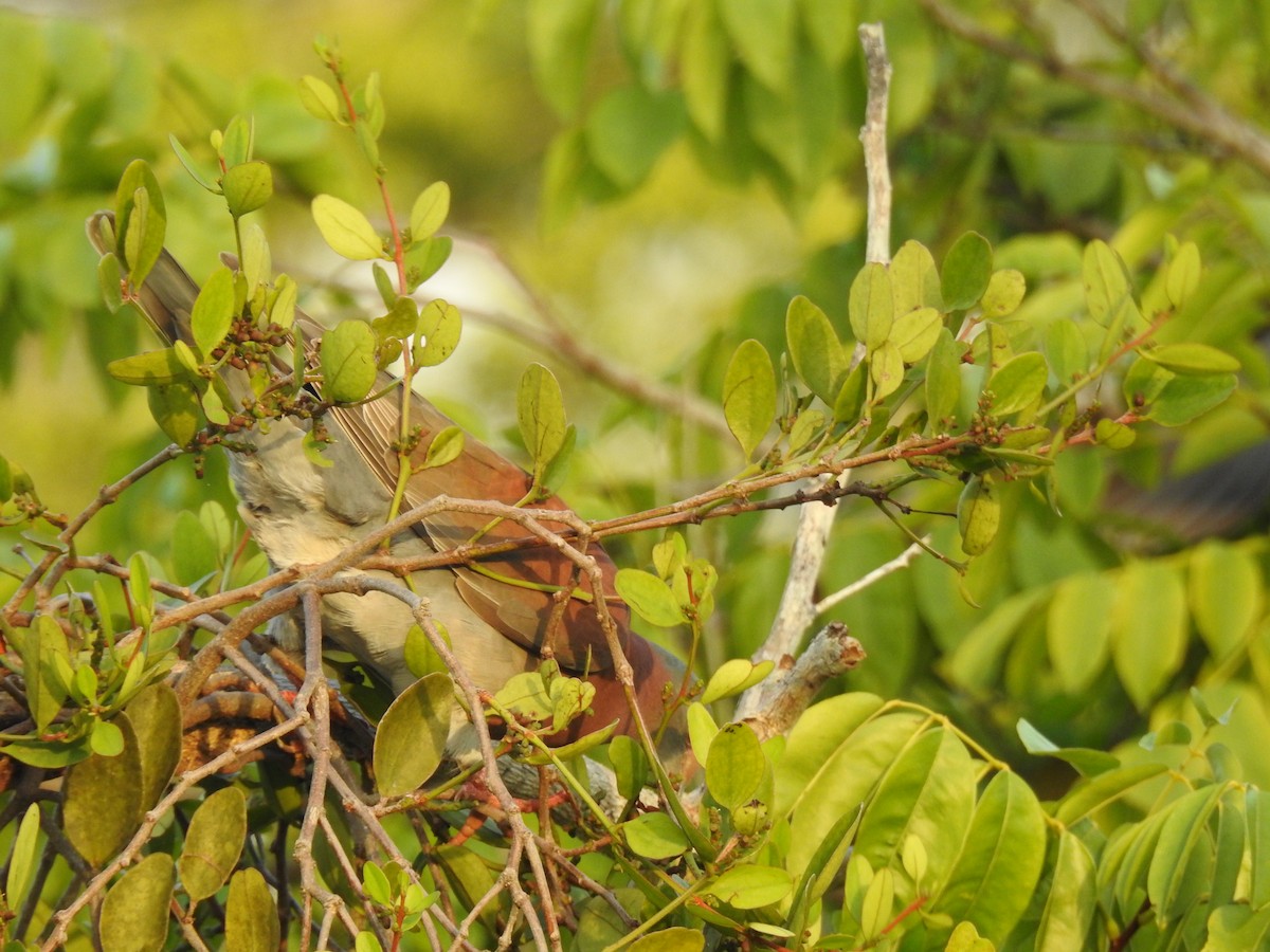 Pale-vented Pigeon - ML645837095
