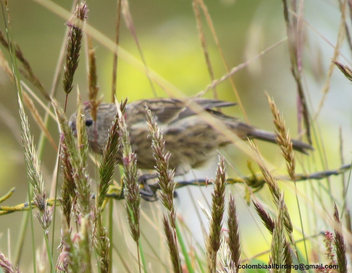 Plain-colored Seedeater - ML645837096