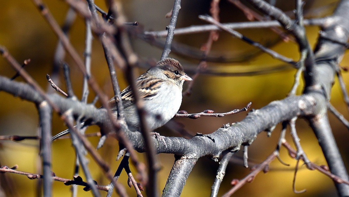 Chipping Sparrow - ML645837097