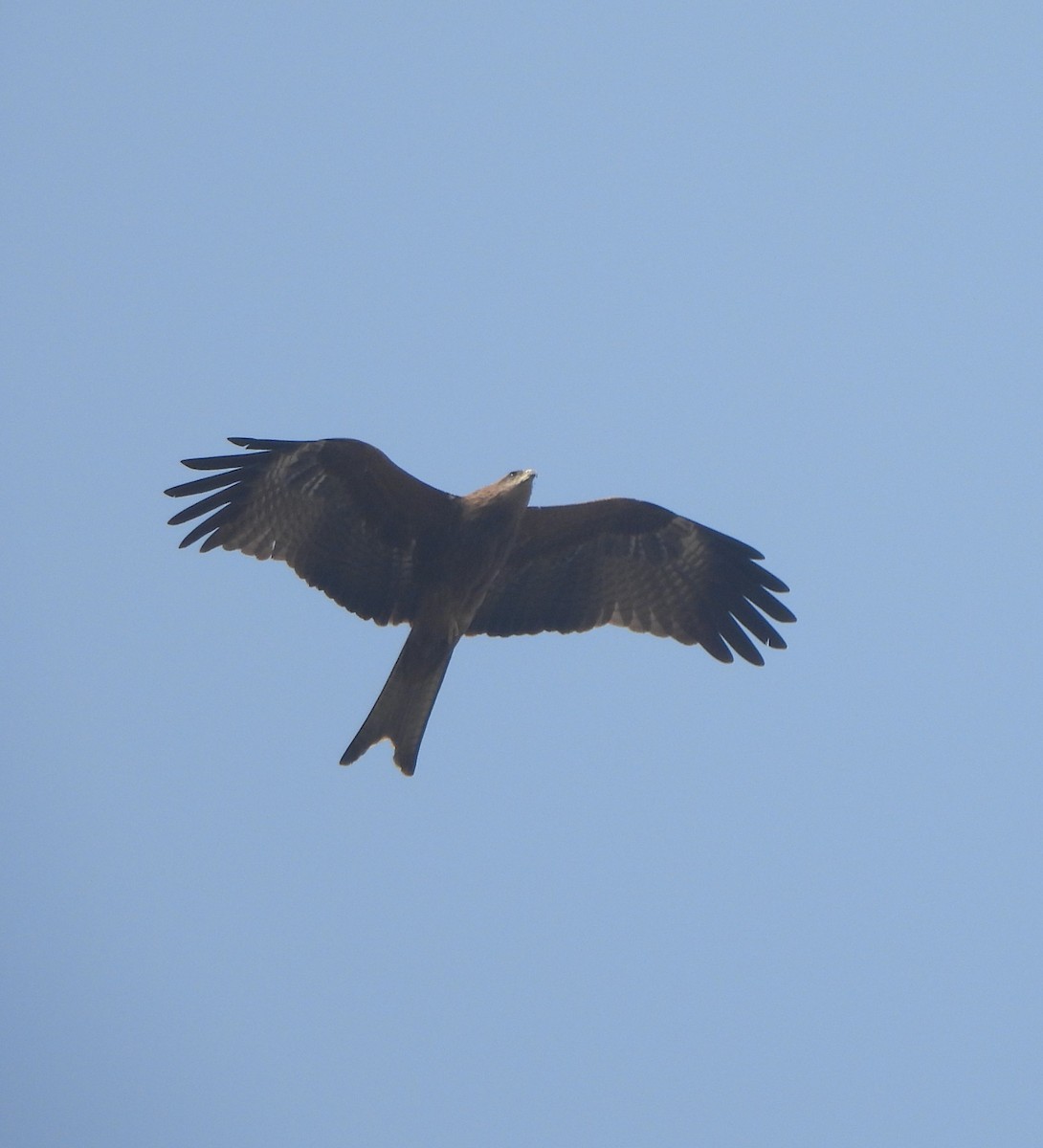 Black Kite - ML645837099