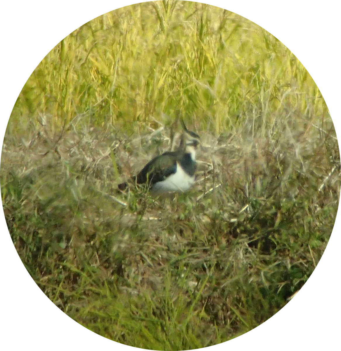 Northern Lapwing - ML645837100