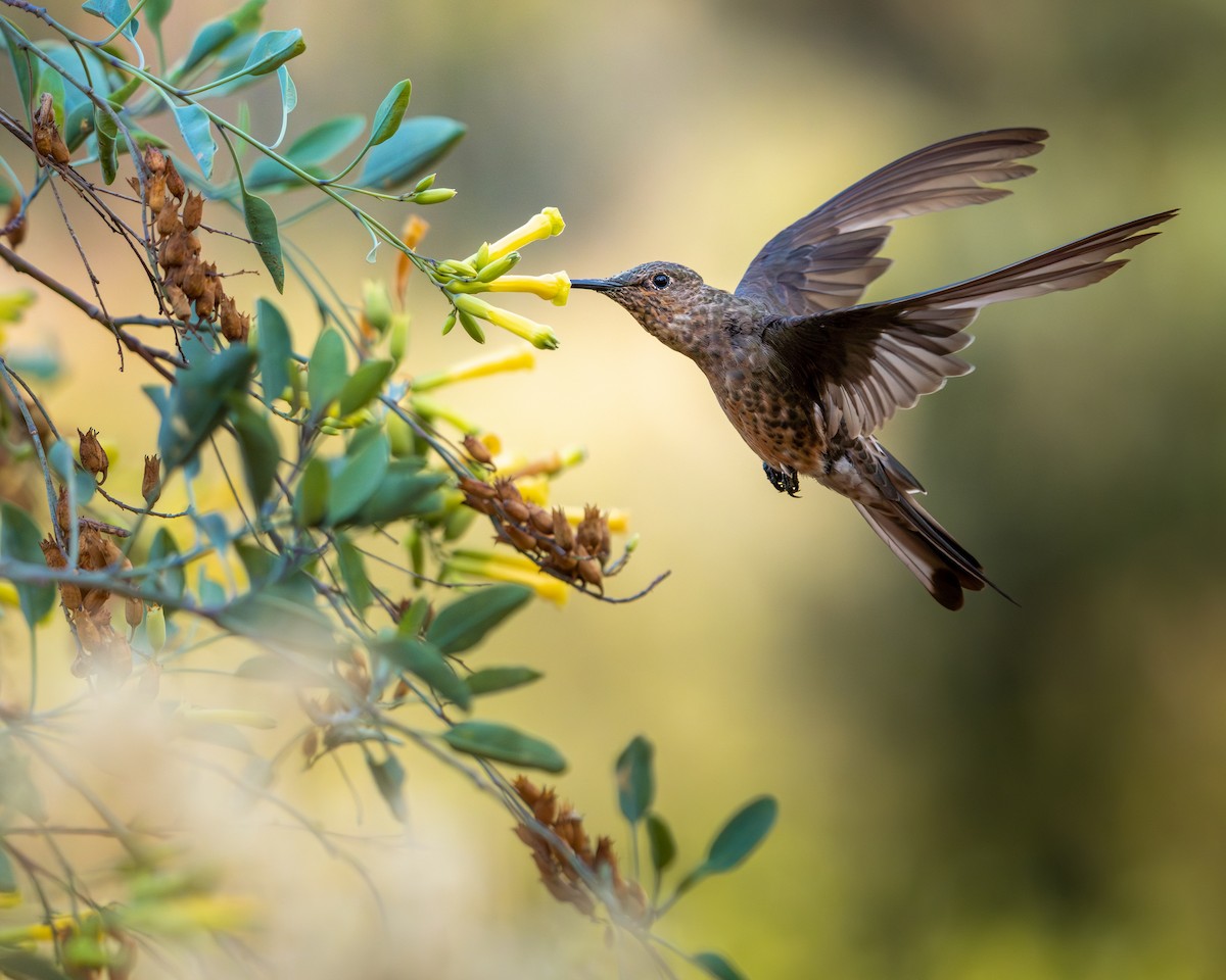 Giant Hummingbird - ML645837102