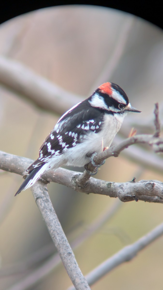 Downy Woodpecker - ML645837103