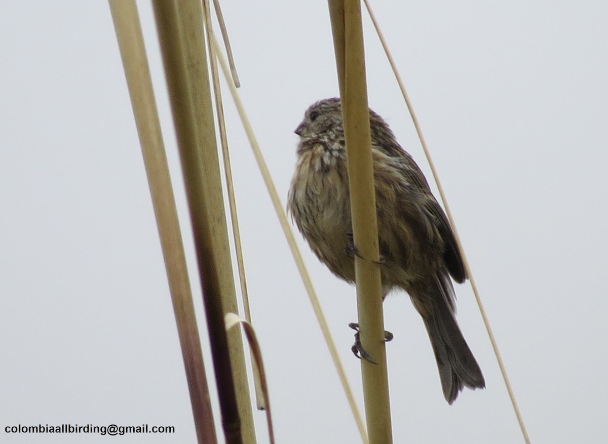 Plain-colored Seedeater - ML645837107