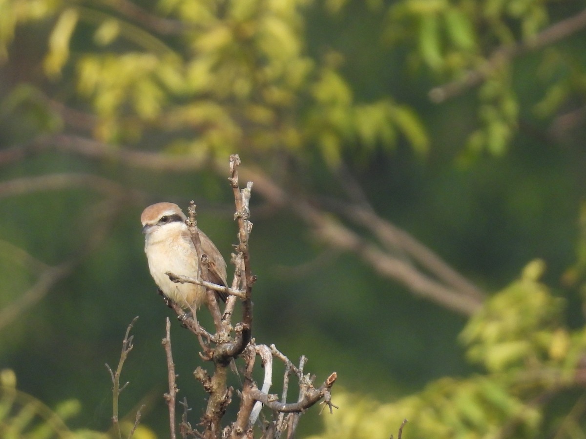 Brown Shrike - ML645837118