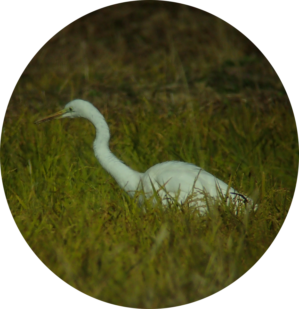 Great Egret - ML645837125