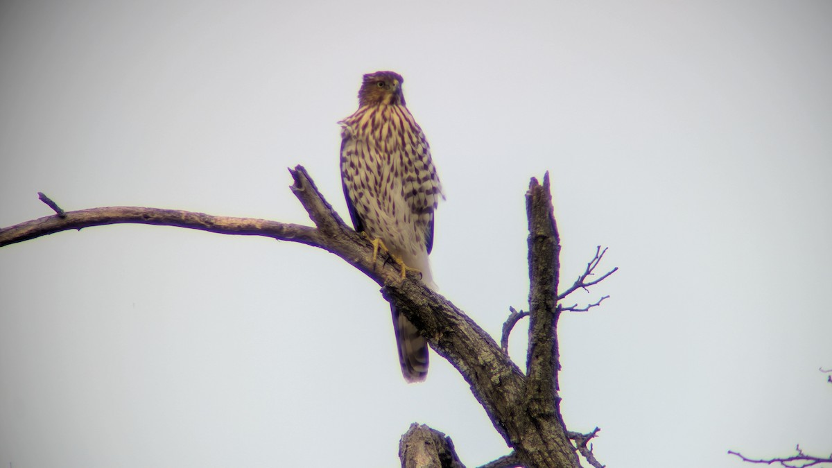 Cooper's Hawk - ML645837144