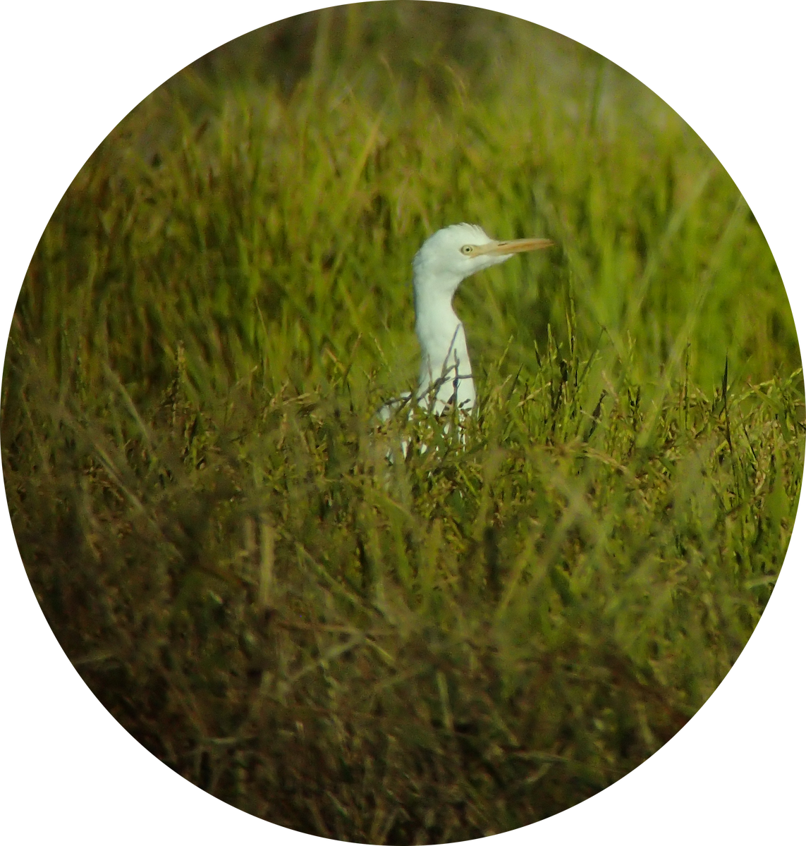 Medium Egret - ML645837154