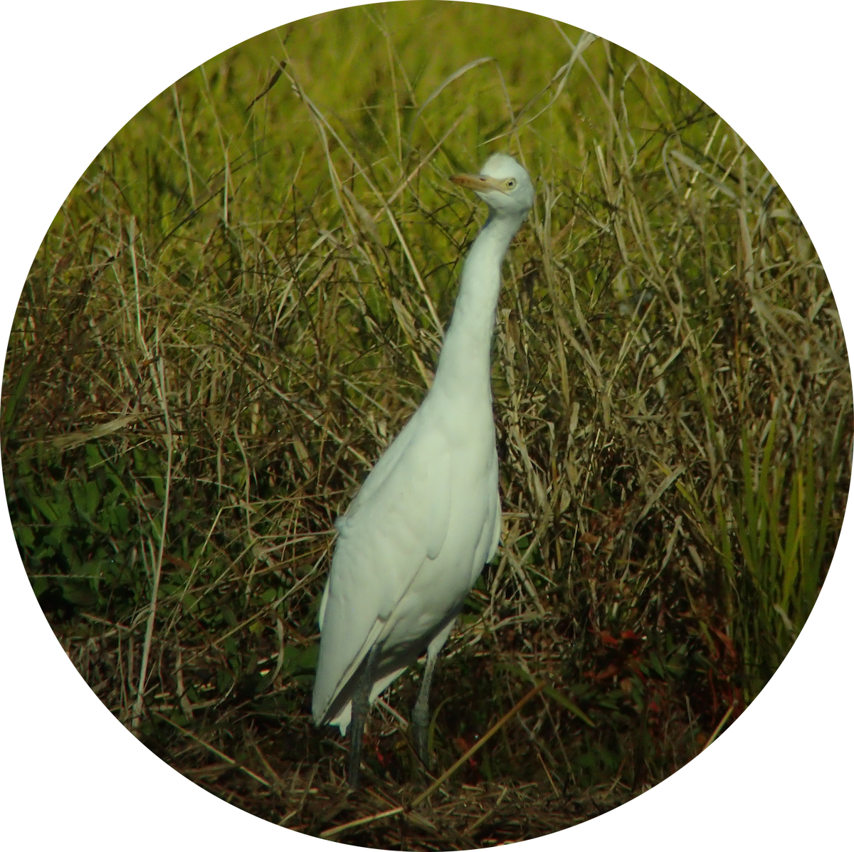 Medium Egret - ML645837155