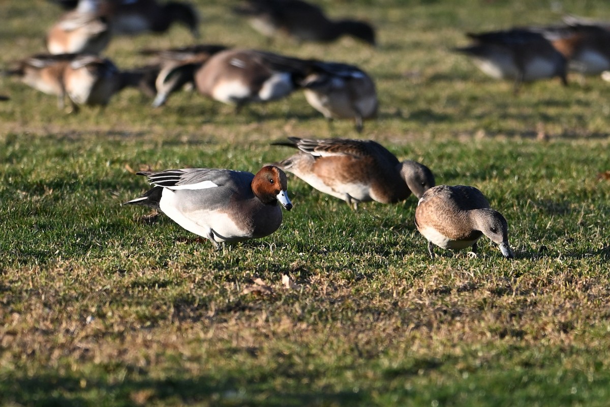 Eurasian Wigeon - ML645837156