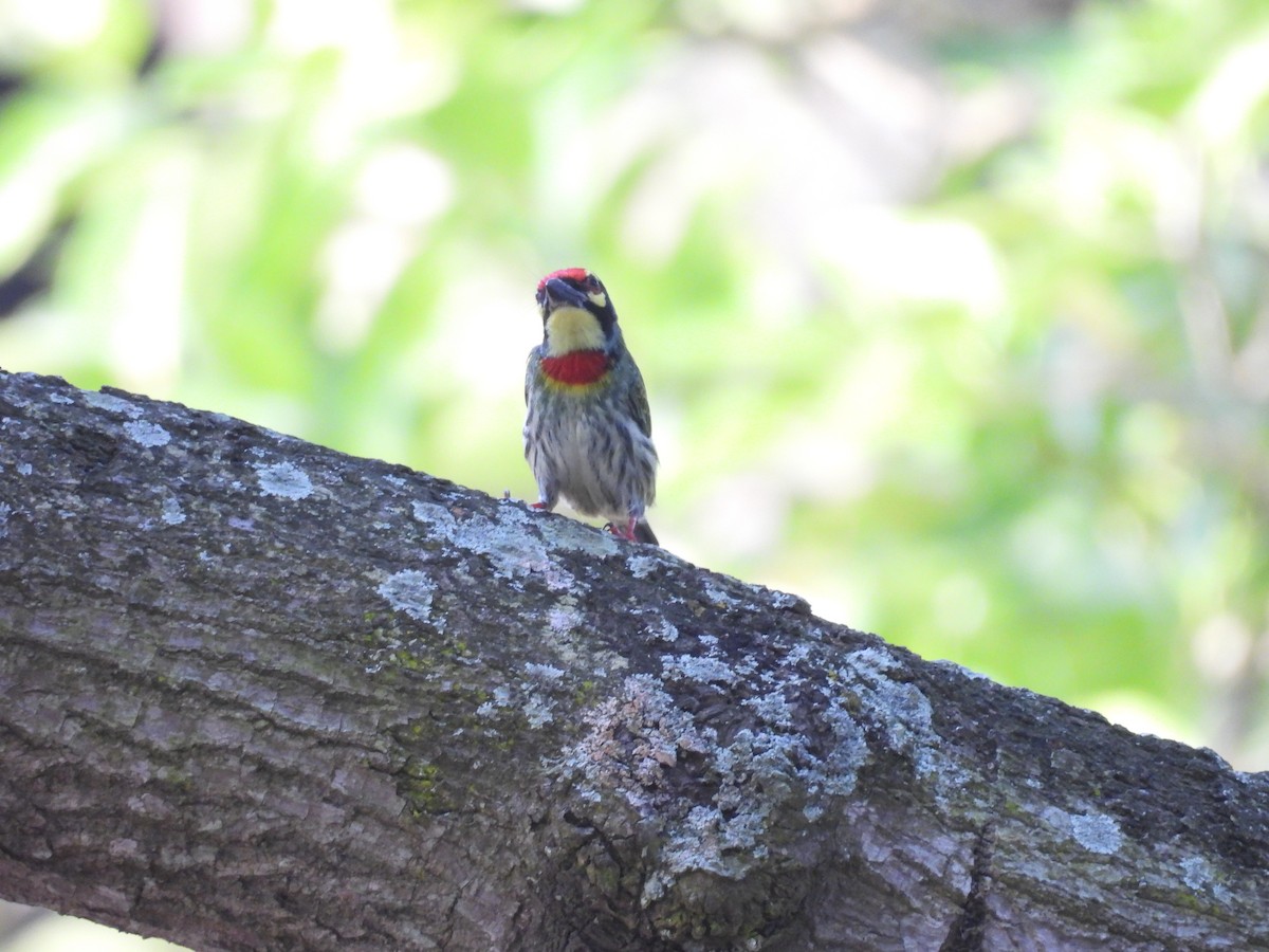 Coppersmith Barbet - ML645837159