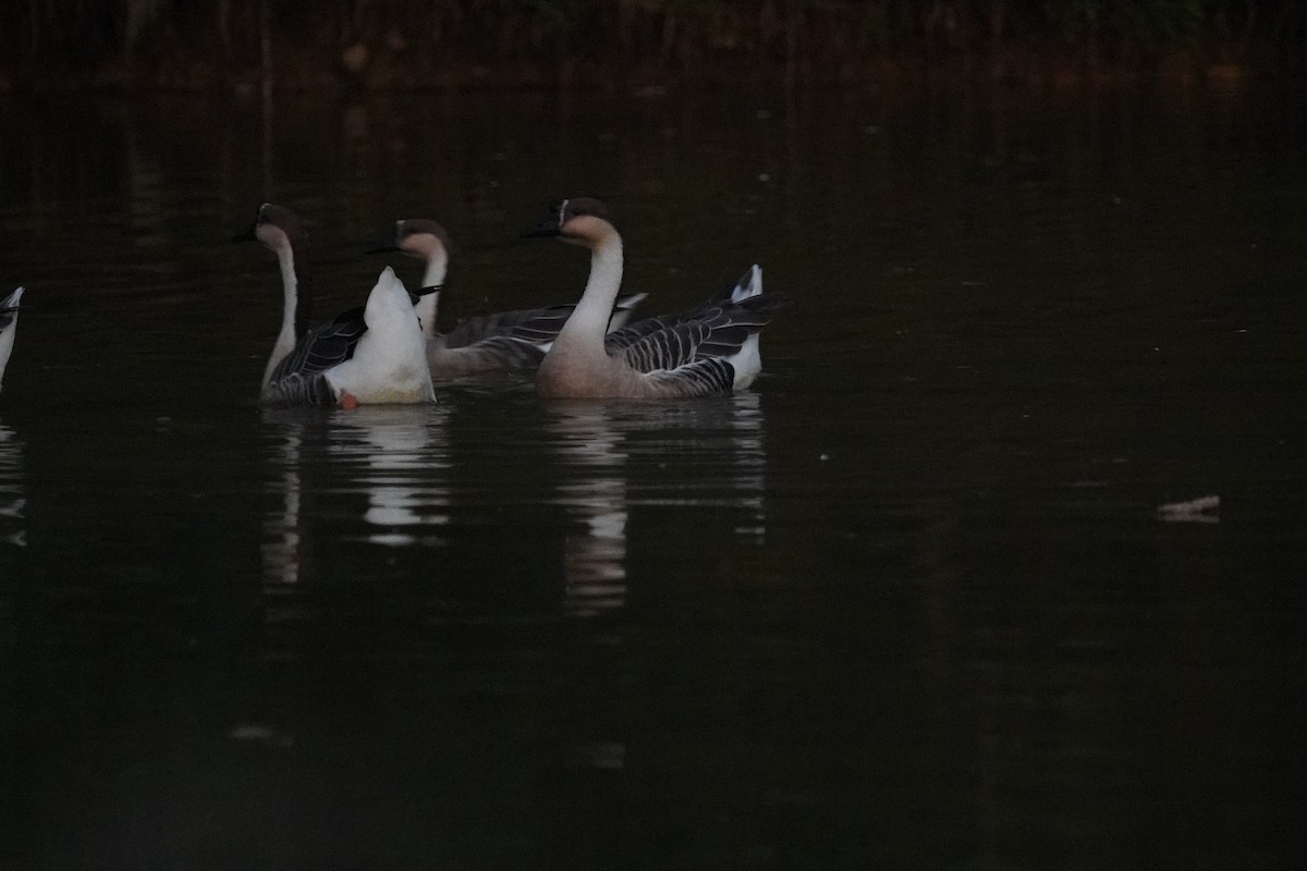 husa labutí - ML645837164