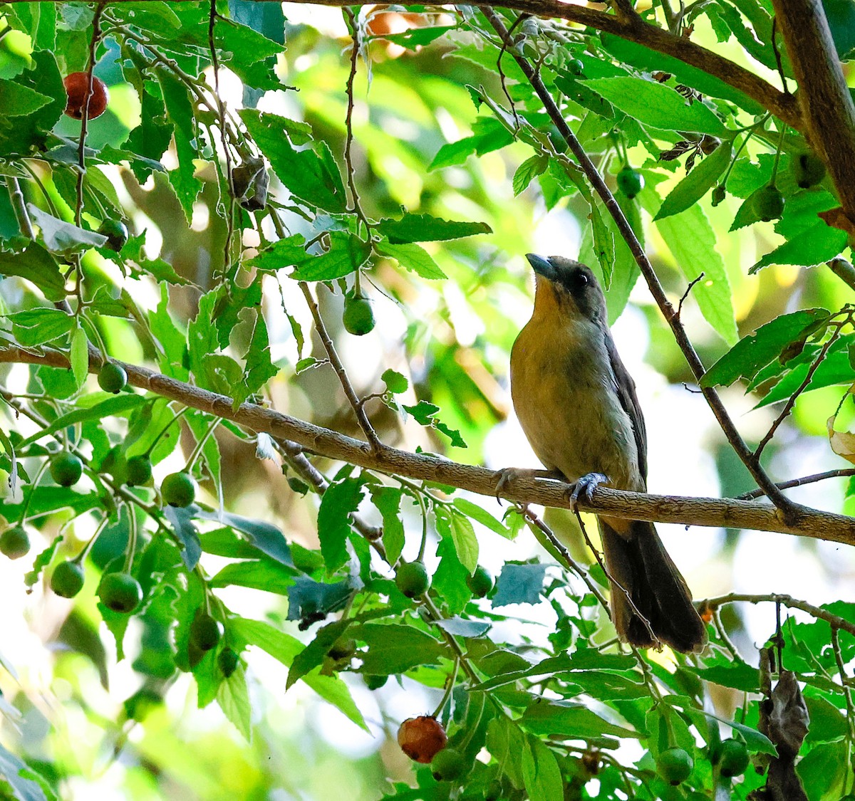 Black-goggled Tanager - ML645837166