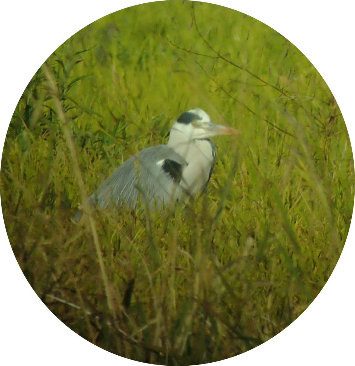 Gray Heron - ML645837172