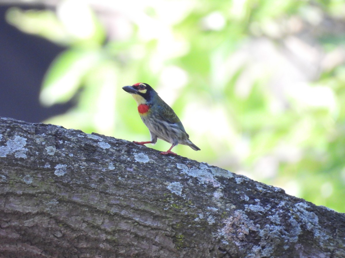 Coppersmith Barbet - ML645837173