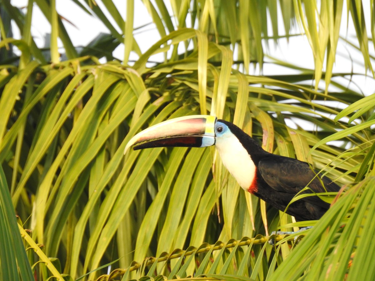 Tucán Pechiblanco - ML645837179