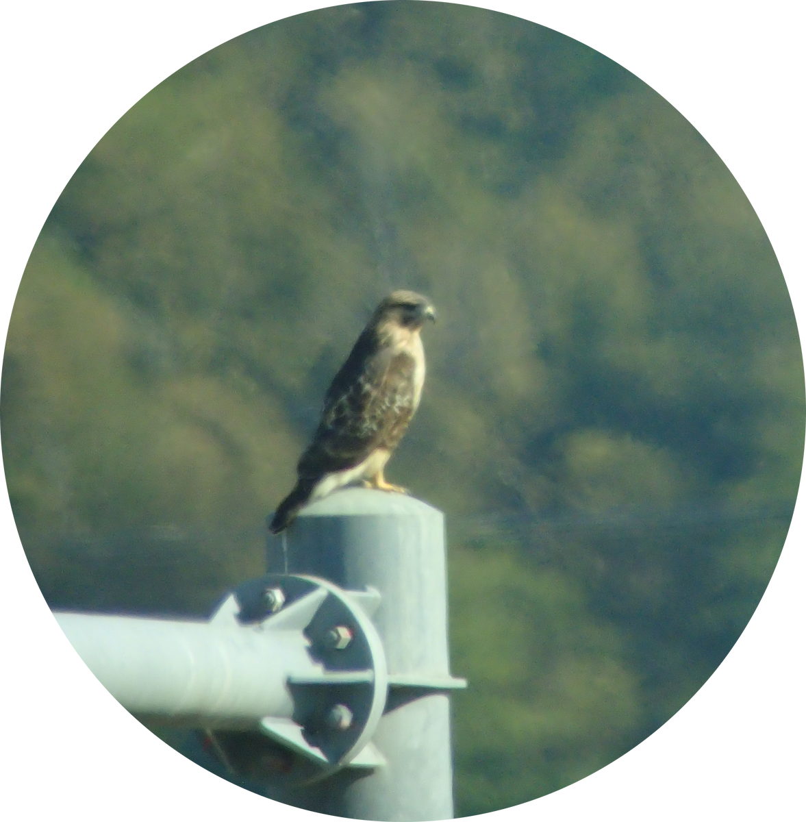 Eastern Buzzard - ML645837180