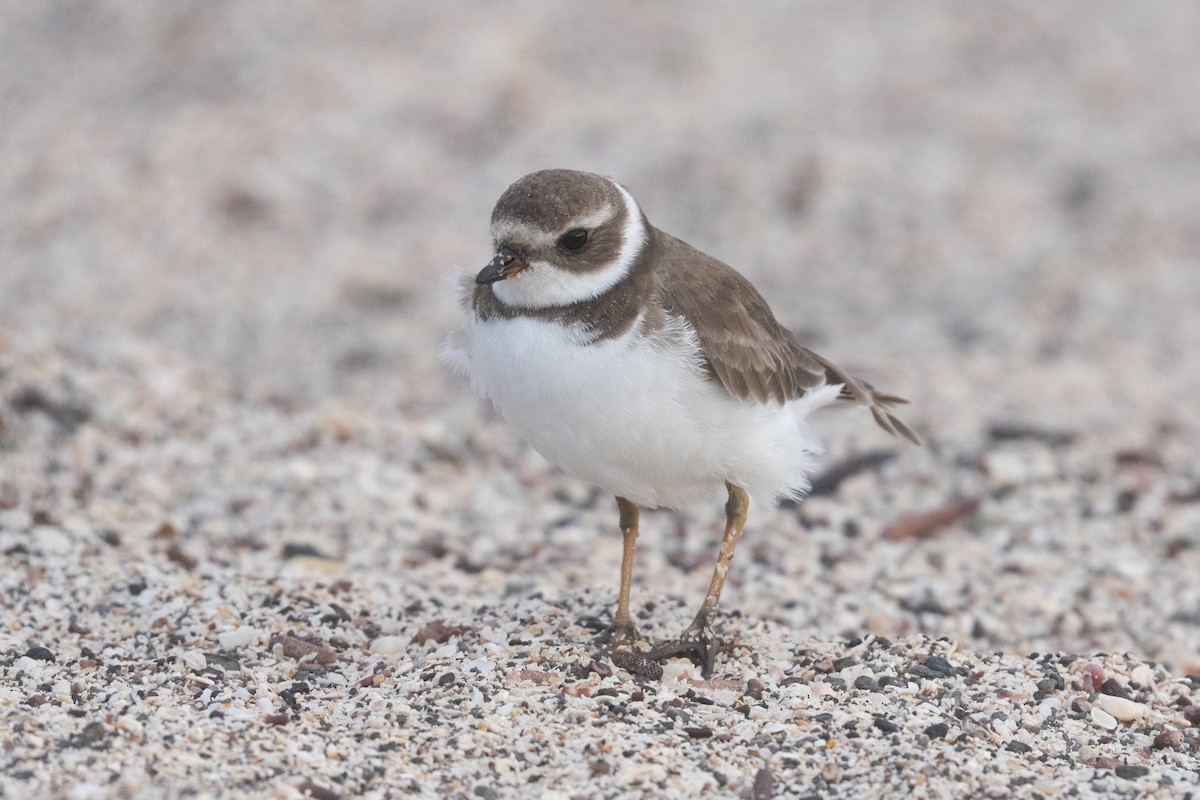 Semipalmated Plover - ML645837185