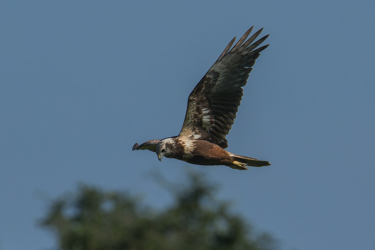 Eastern Marsh Harrier - ML645837197