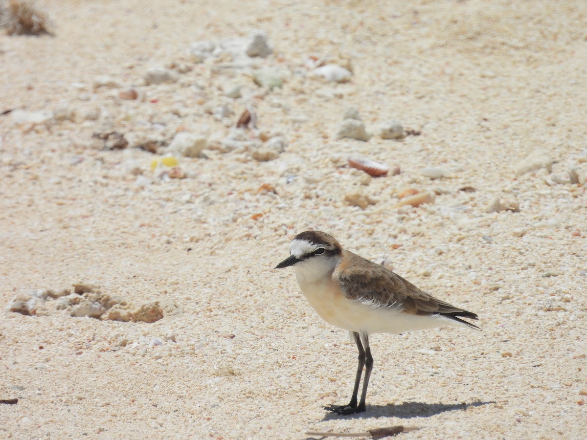 Белолобый зуёк - ML645837199