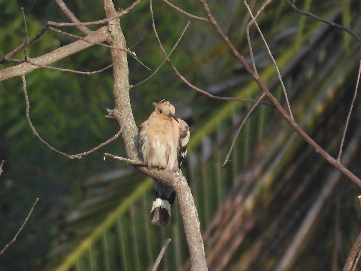 Abubilla Común - ML645837200